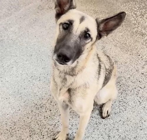 PRIM - German Shepherd Dog available for adoption