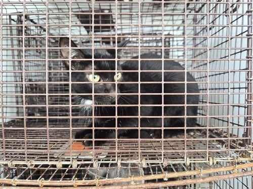 A660391 - Domestic Short Hair available for adoption