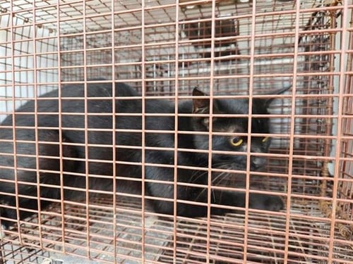 A658249 - Domestic Short Hair available for adoption