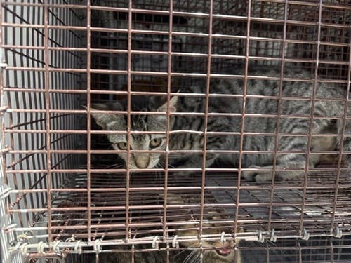 A660485 - Domestic Short Hair available for adoption
