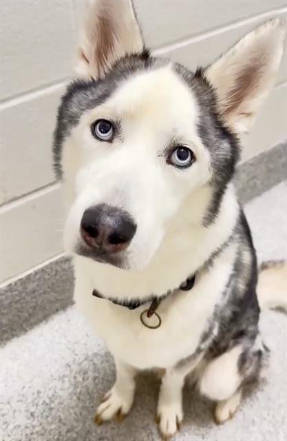 FENRIS - Siberian Husky available for adoption