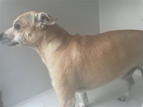 A657466 - Chihuahua available for adoption