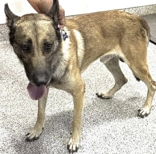 GORDO - Belgian Shepherd Malinois available for adoption