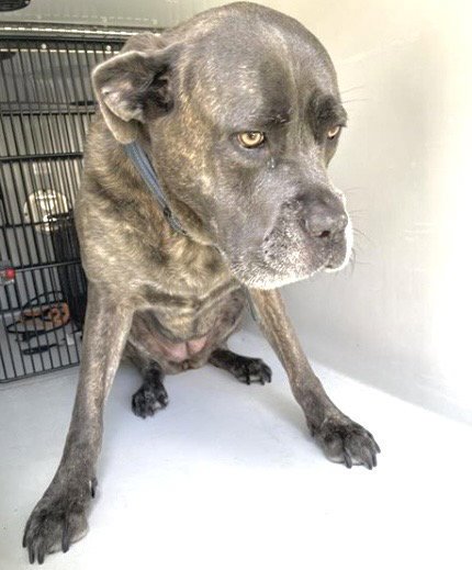 MOLLY - Cane Corso Mastiff available for adoption