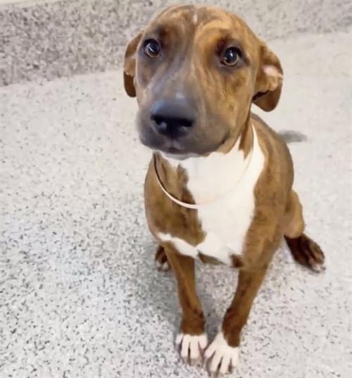 ESPURR - Pit Bull Terrier available for adoption