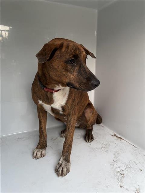 A660710 - Pit Bull Terrier available for adoption