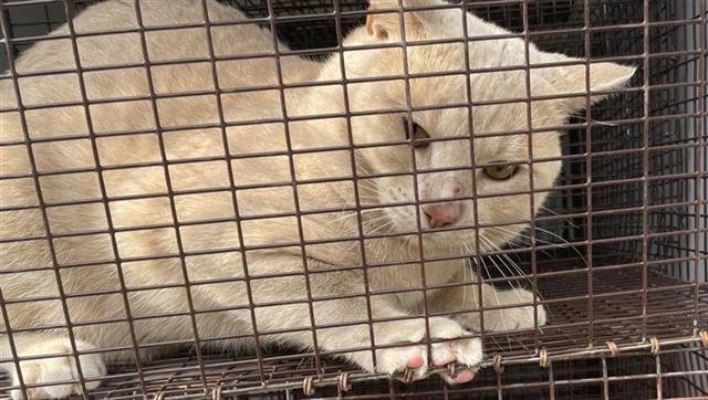 A648991 - Domestic Short Hair available for adoption