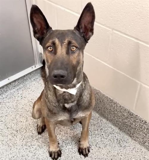 A661043 - German Shepherd Dog available for adoption