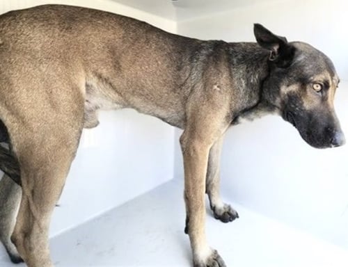 A661043 - German Shepherd Dog available for adoption