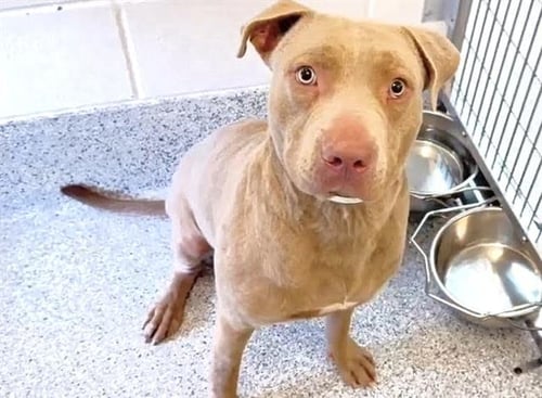 A660884 - Staffordshire Bull Terrier available for adoption