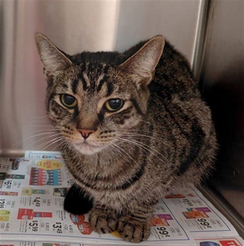 A662479 - Domestic Short Hair available for adoption