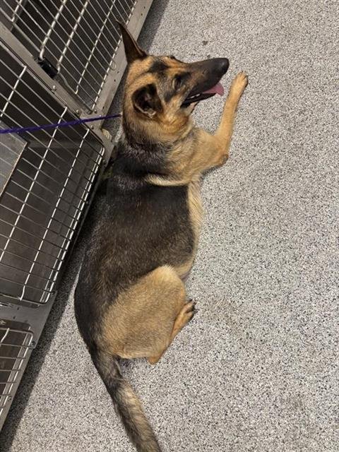 A657049 - German Shepherd Dog available for adoption