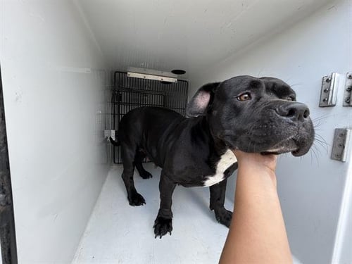 STAR - Pit Bull Terrier available for adoption
