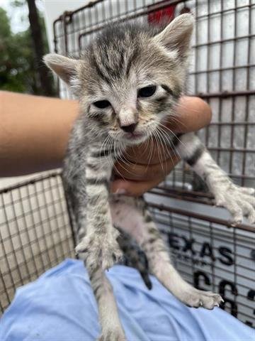 A654766 - Domestic Short Hair available for adoption