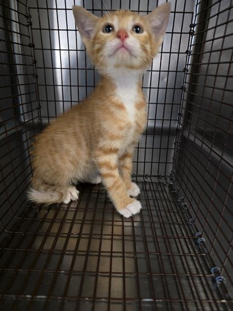 A657824 - Domestic Short Hair available for adoption