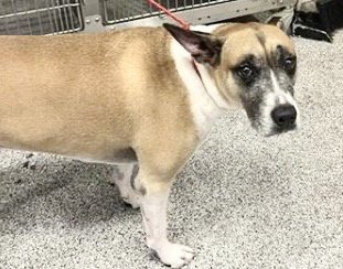 PENNY - Boxer / German Shepherd Dog available for adoption