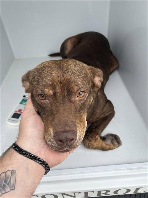 A657211 - Labrador Retriever available for adoption