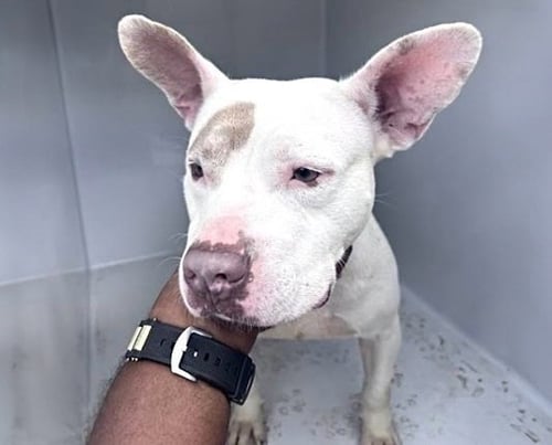 A662733 - American Bulldog available for adoption