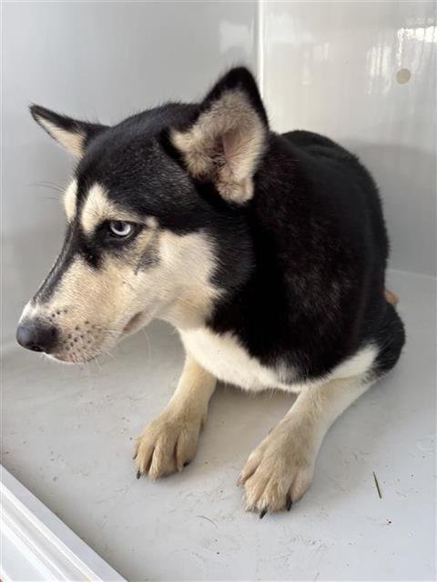 A660701 - Siberian Husky available for adoption