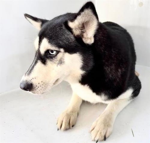 A660701 - Siberian Husky available for adoption