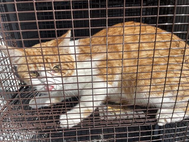 A650205 - Domestic Short Hair available for adoption