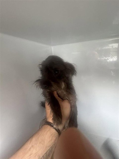 A658034 - Yorkshire Terrier Yorkie available for adoption