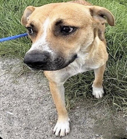 A659534 - Black Mouth Cur available for adoption