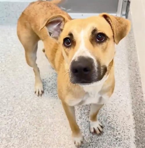 DEANNA - Black Mouth Cur available for adoption