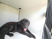 OLIVE - Photo 1
