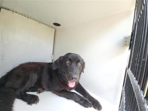OLIVE - Flat-coated Retriever available for adoption