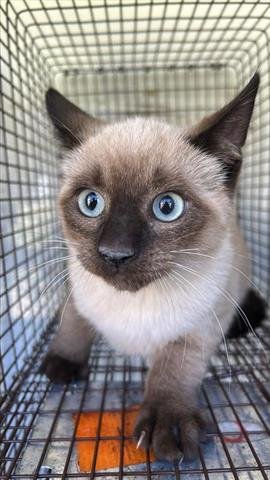 A650340 - Siamese available for adoption