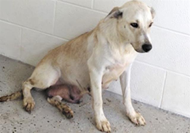 A661726 Image
