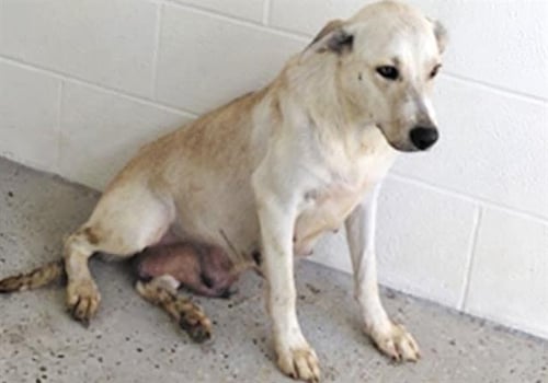 A661726 - Labrador Retriever available for adoption