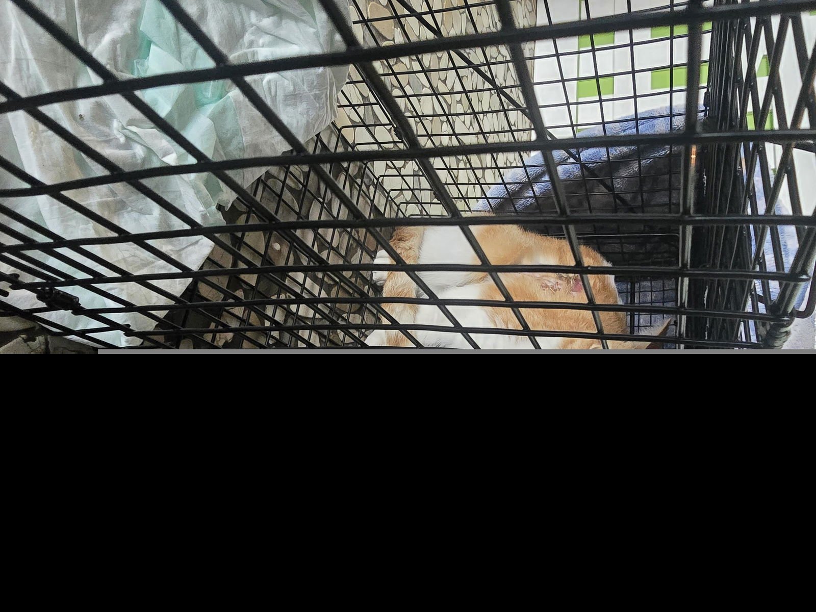 A650555 - Domestic Short Hair available for adoption