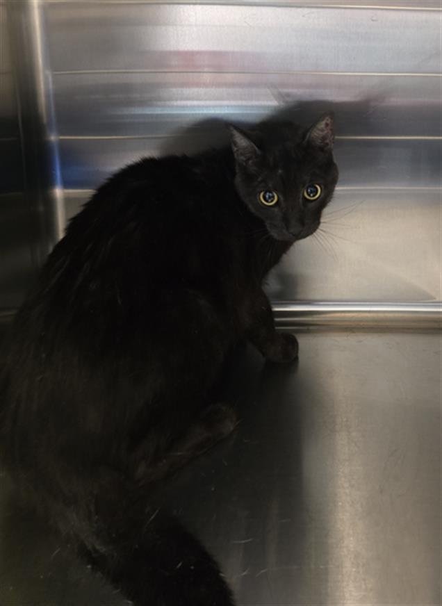 JAGGER - Domestic Short Hair available for adoption