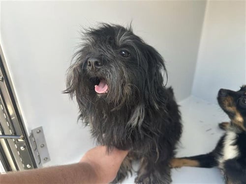 A662710 - Havanese available for adoption