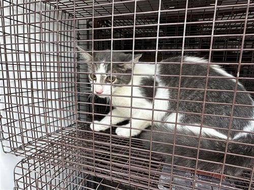 A661124 - Domestic Short Hair available for adoption