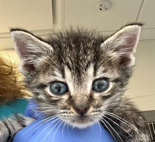 MIKEY - Domestic Short Hair available for adoption