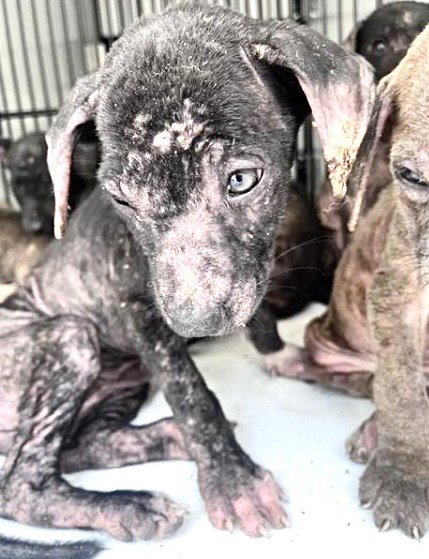 A660067 - Labrador Retriever available for adoption