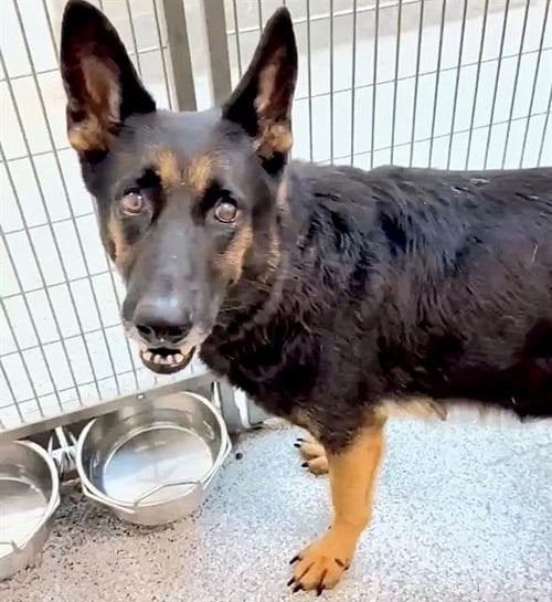 A660168 - German Shepherd Dog available for adoption