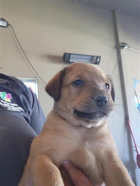 A656818 - German Shepherd Dog available for adoption