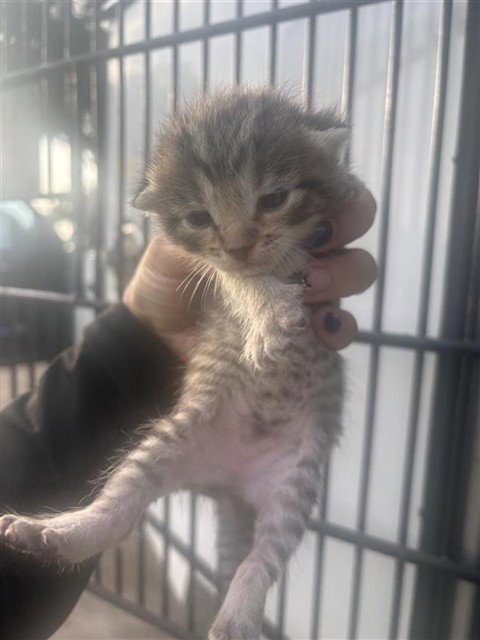 A658132 - Domestic Short Hair available for adoption
