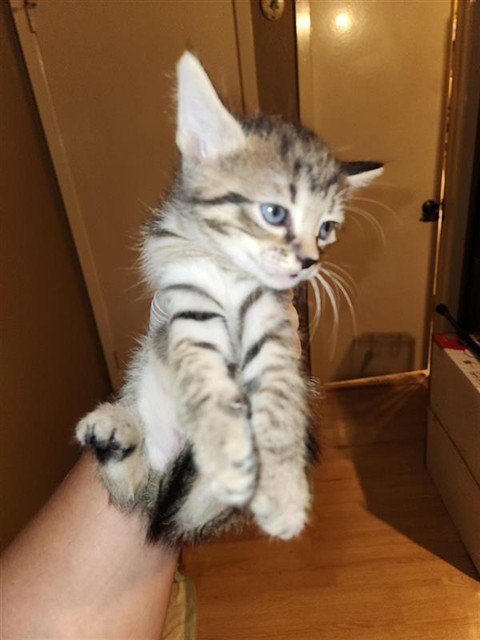 A661457 - Domestic Short Hair available for adoption