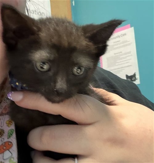 A662659 - Domestic Short Hair available for adoption
