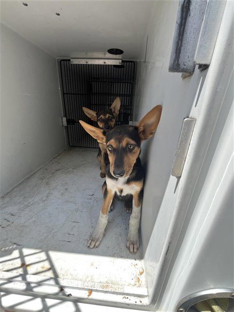 A657265 - German Shepherd Dog / Doberman Pinscher available for adoption