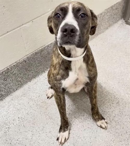 MISTY - Boxer available for adoption