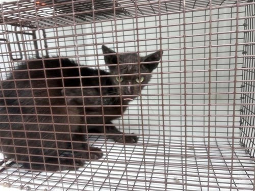 A657975 - Domestic Short Hair available for adoption