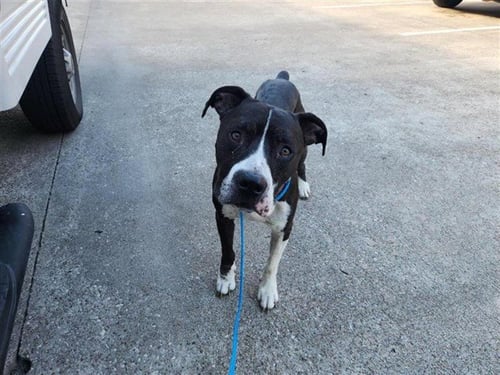 A658483 - American Pit Bull Terrier available for adoption