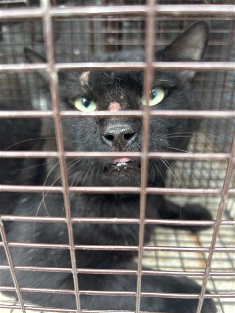 A660375 - Domestic Short Hair available for adoption