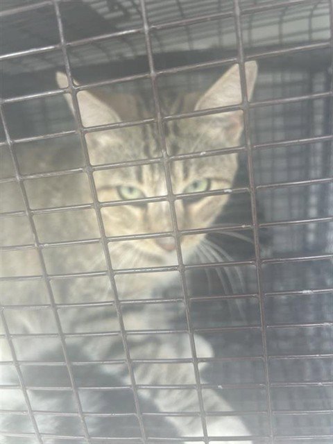A662633 - Domestic Short Hair available for adoption